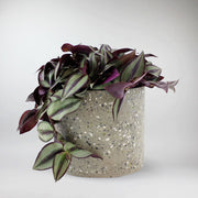 Tradescantia Zebrina Violette