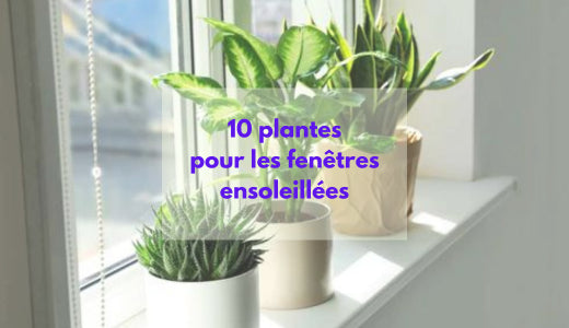 10 plantes étonnantes pour les fenêtres ensoleillées
