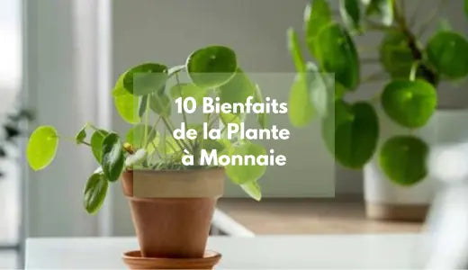 10 Avantages d'avoir une Plante à Monnaie