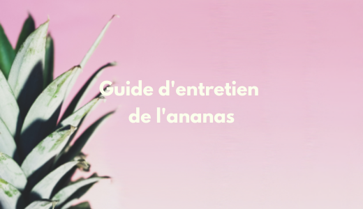 Guide d'entretien de la plante d'ananas - Comment la cultiver et entretenir