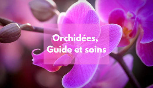 Orchidées - Guide et soins