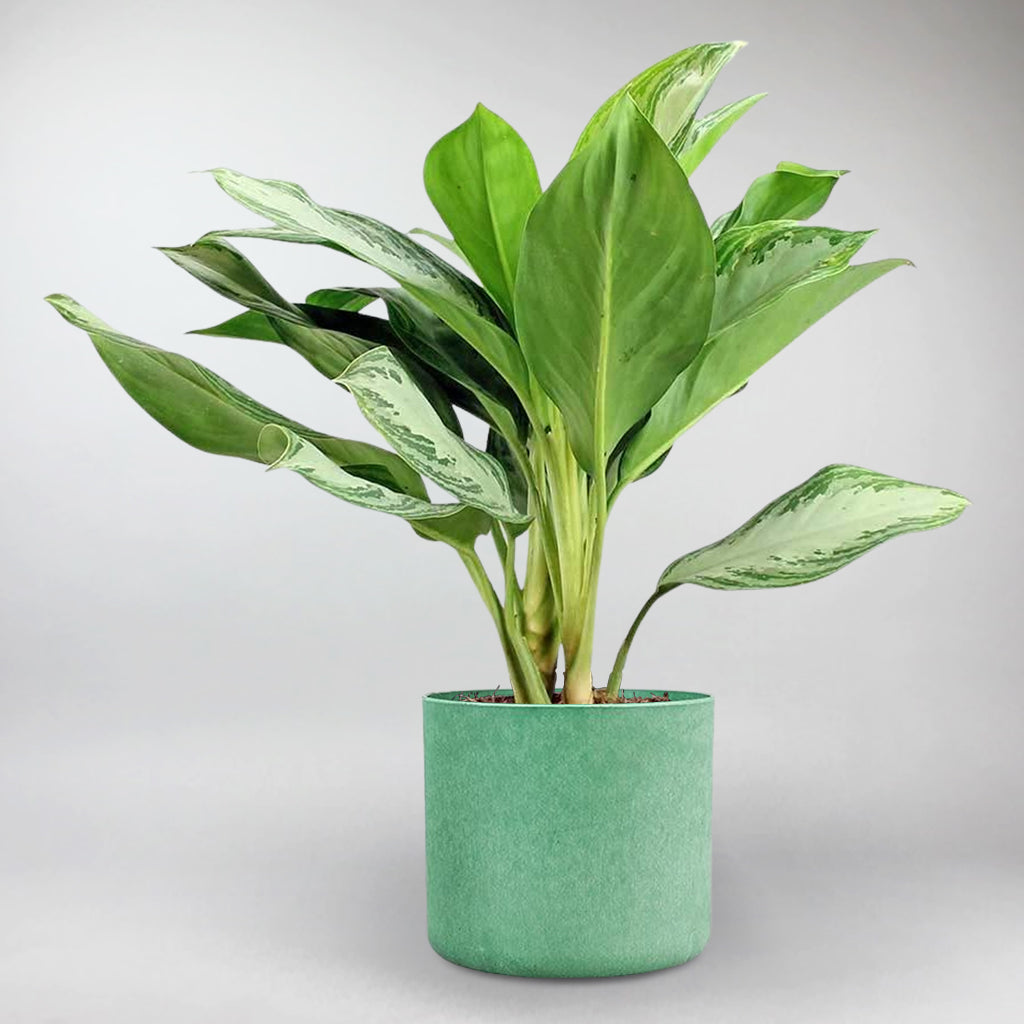 Evergreen 'Silver Bay' with Teal Recycled Plant Tub