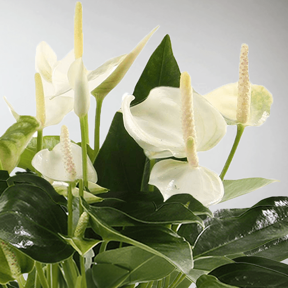 anthurium blanc entretien Fleurs Blanches Sereines pour Décoration d´Intérieur