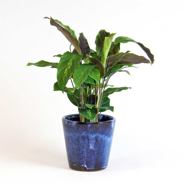 Carte cadeau d'abonnement aux plantes