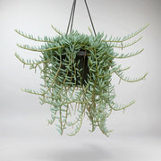 String of Bananas | Senecio Halianus