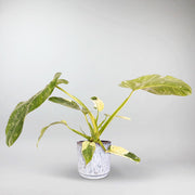 Philodendron 'Jose Buono' | Philodendron Ilsemanii