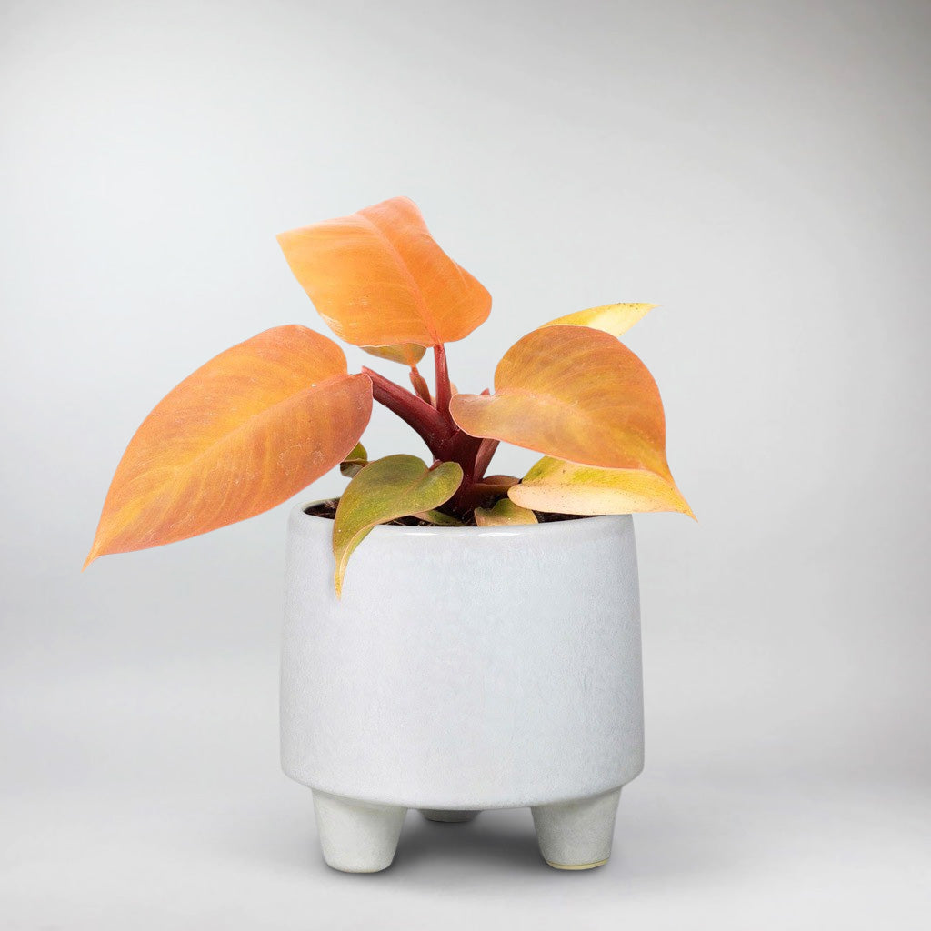 philodendron prince of orange entretien Philodendron Orange: Sensation de Coucher de Soleil Tropical BBX FR – Bloombox Club FR