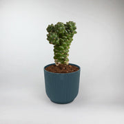 Medusa's Head Cactus Terrarium Plant  Euphorbia Ritchiei 