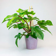 Philodendron Squamiferum | Philodendron Squamiferum