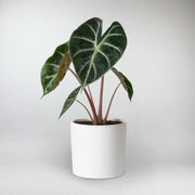 Pink Dragon Alocasia | Alocasia Pink Dragon
