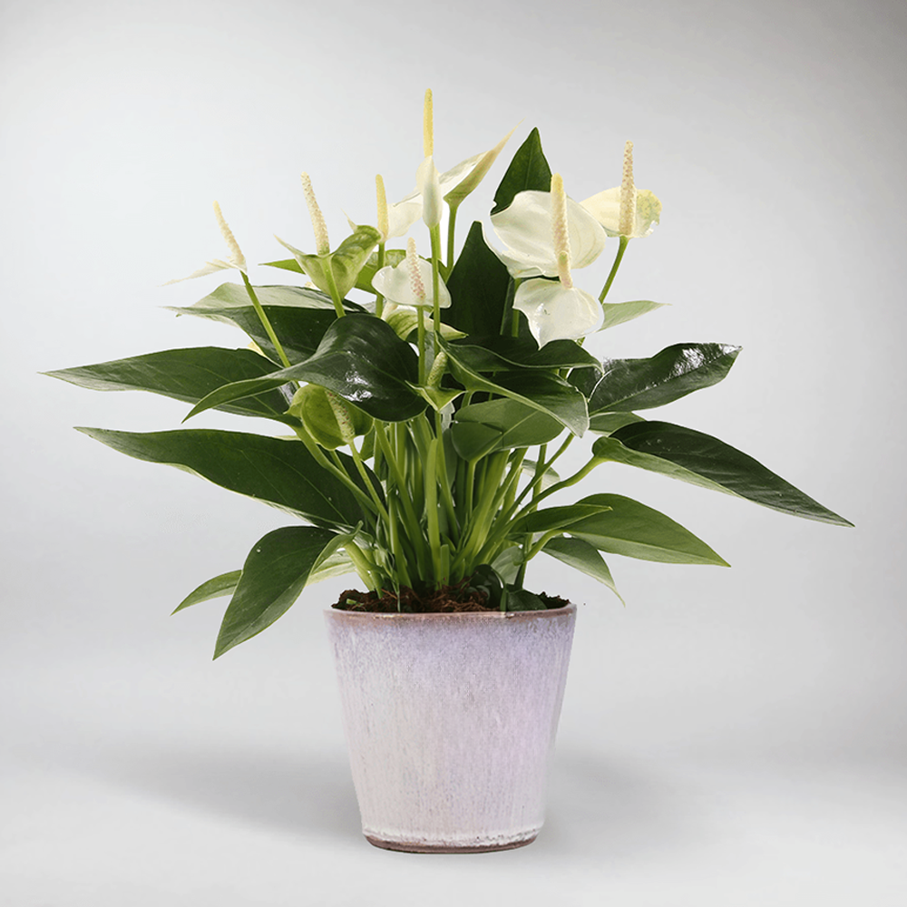 anthurium fleur blanche Fleurs Blanches Sereines pour Décoration d´Intérieur