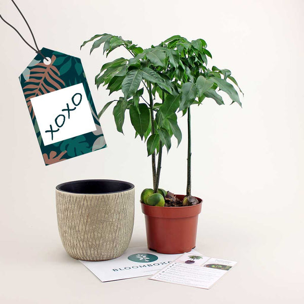 Carte cadeau d'abonnement aux plantes