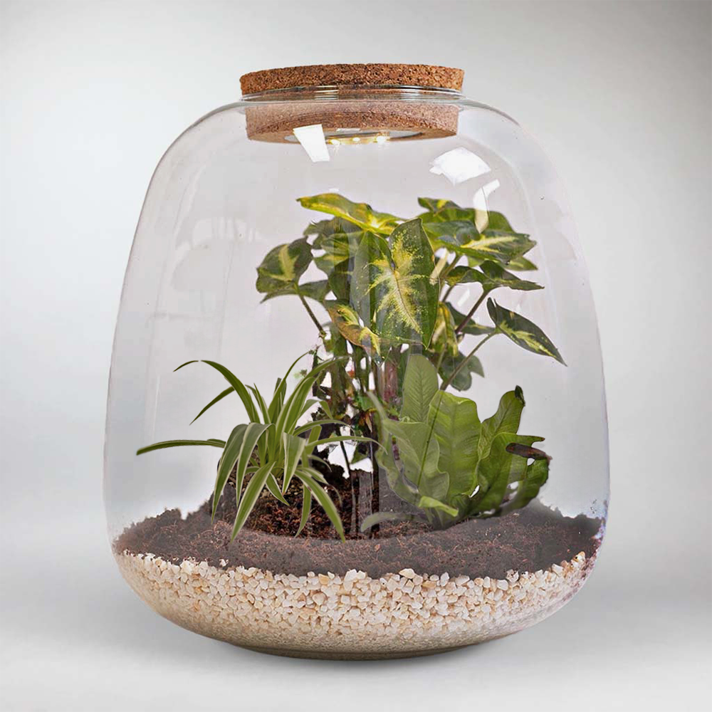 Tropical_Plant_Terrarium_DIY_Kit_Build_your_Miniature_Ecosystem_uk