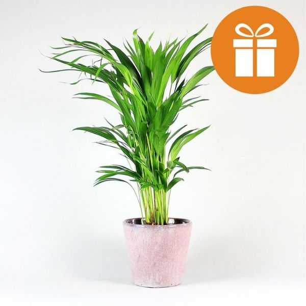 Carte cadeau d'abonnement aux plantes