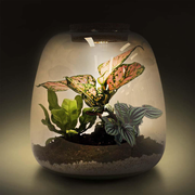 Kit Terrarium Amazonas Rose  | DIY Kit Écosystème Miniature