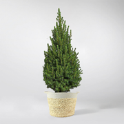 Sapin de Noël en Pot 50-90 cm | Picea Glauca