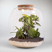 Kit Terrarium Tropical | DIY Construis ton écosystème miniature