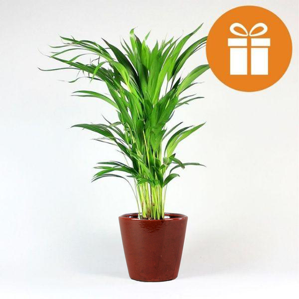 Carte cadeau d'abonnement aux plantes