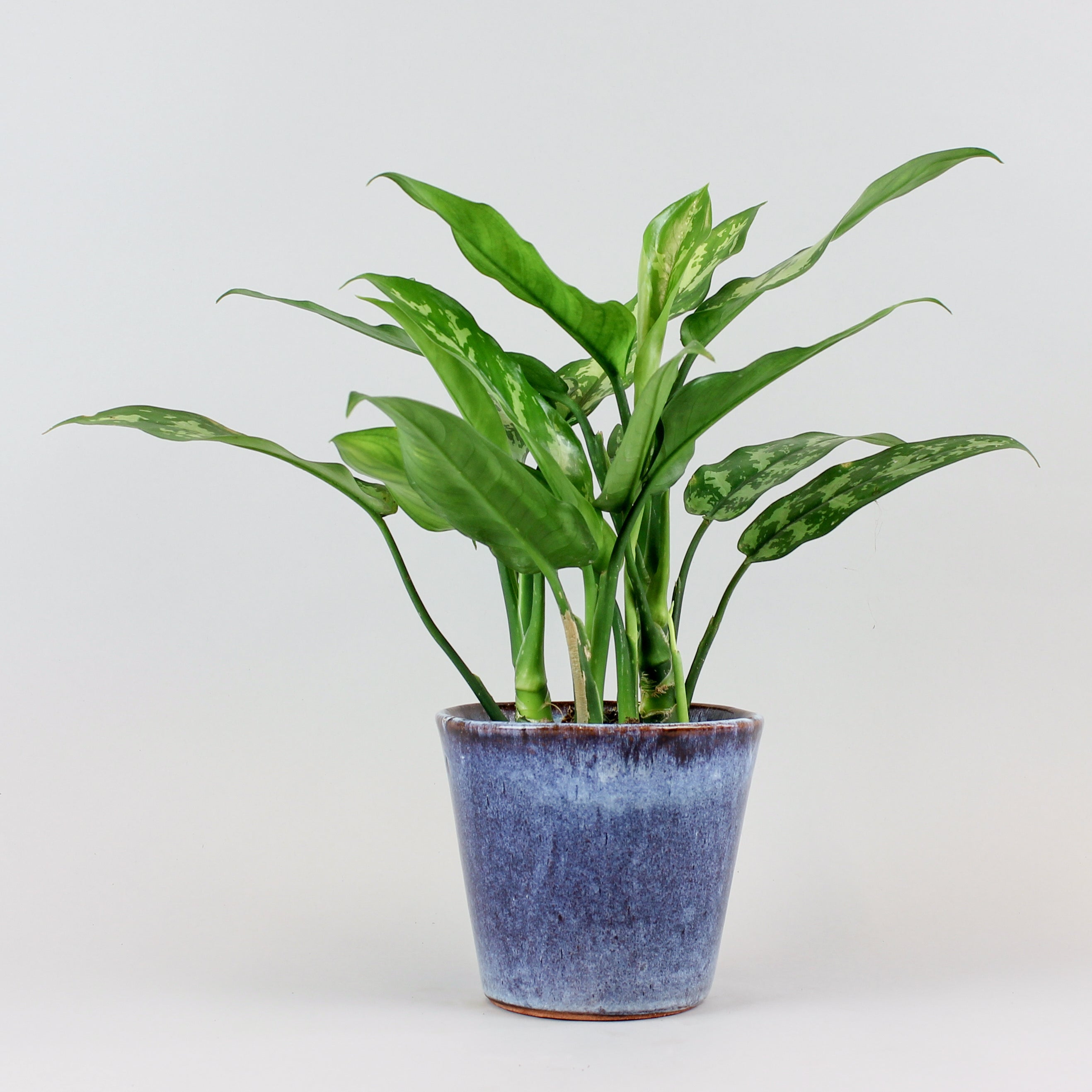 aglaonema maria entretien Aglaonema Maria: Plante Increvible d interieur