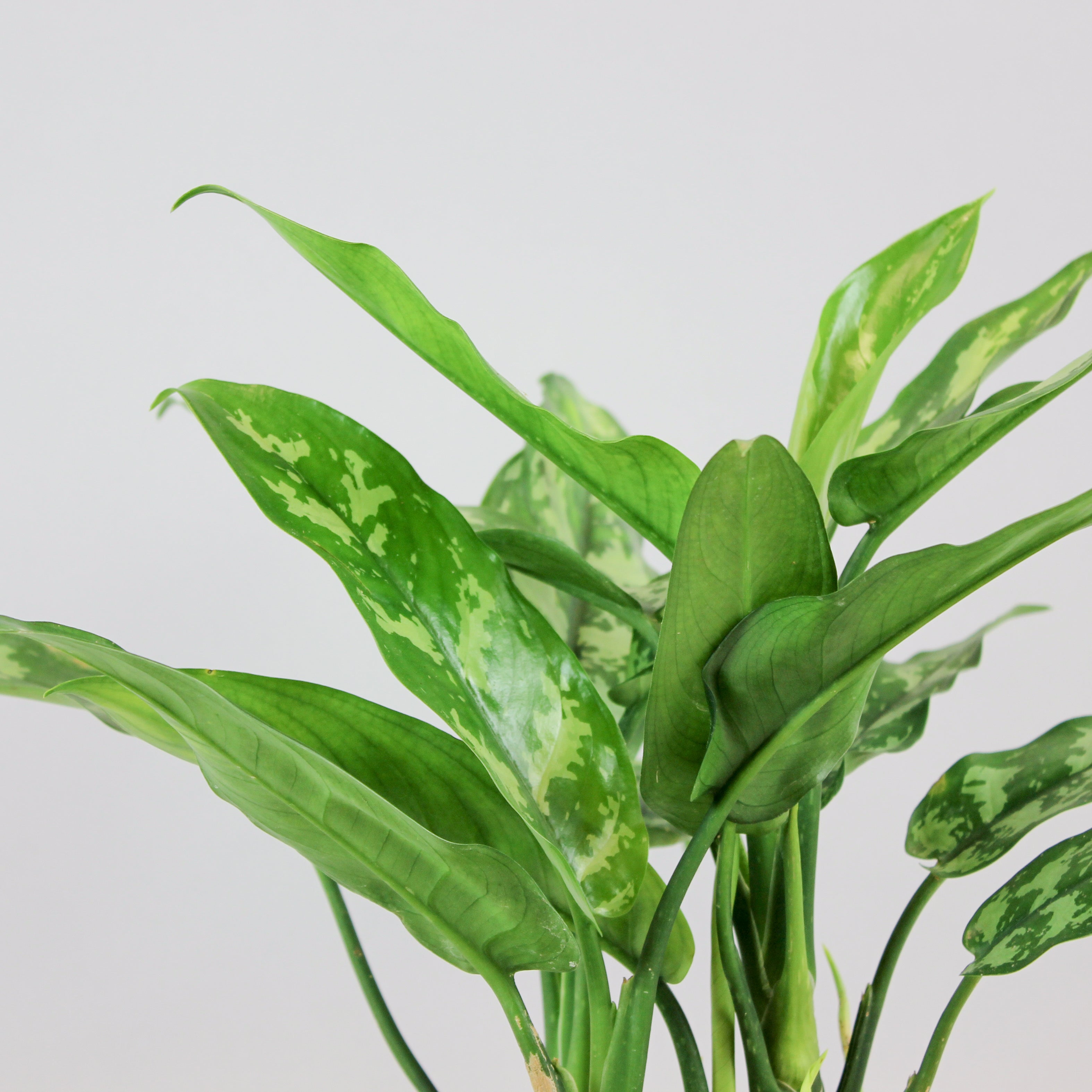aglaonema maria entretien Aglaonema Maria: Plante Increvible d interieur