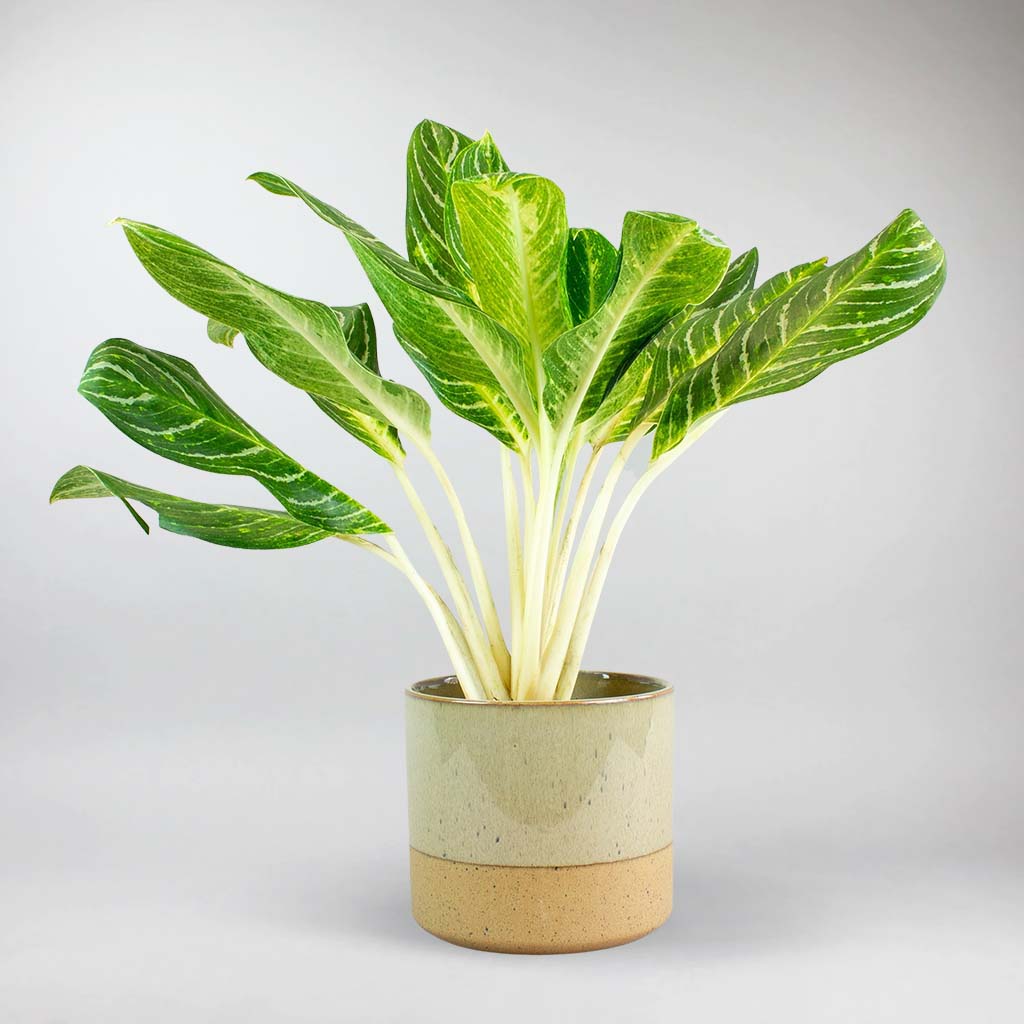 aglaonema key lime entretien Palmier Aglaonema Chinoise 'Key Lime'