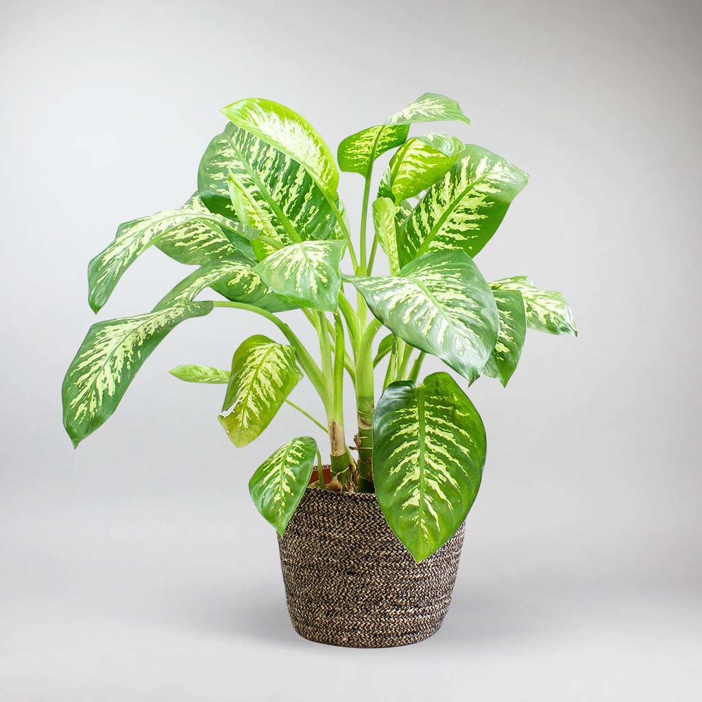 aglaonema key lime entretien Palmier Aglaonema Chinoise 'Key Lime'