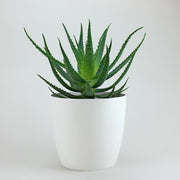 Aloe Candelabra  Grande | Aloe Arborescens