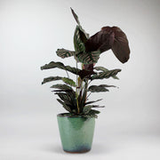 Calathea Ornata Rose | Calathea Ornata