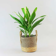 Cordyline Conga in a beige and brown basket