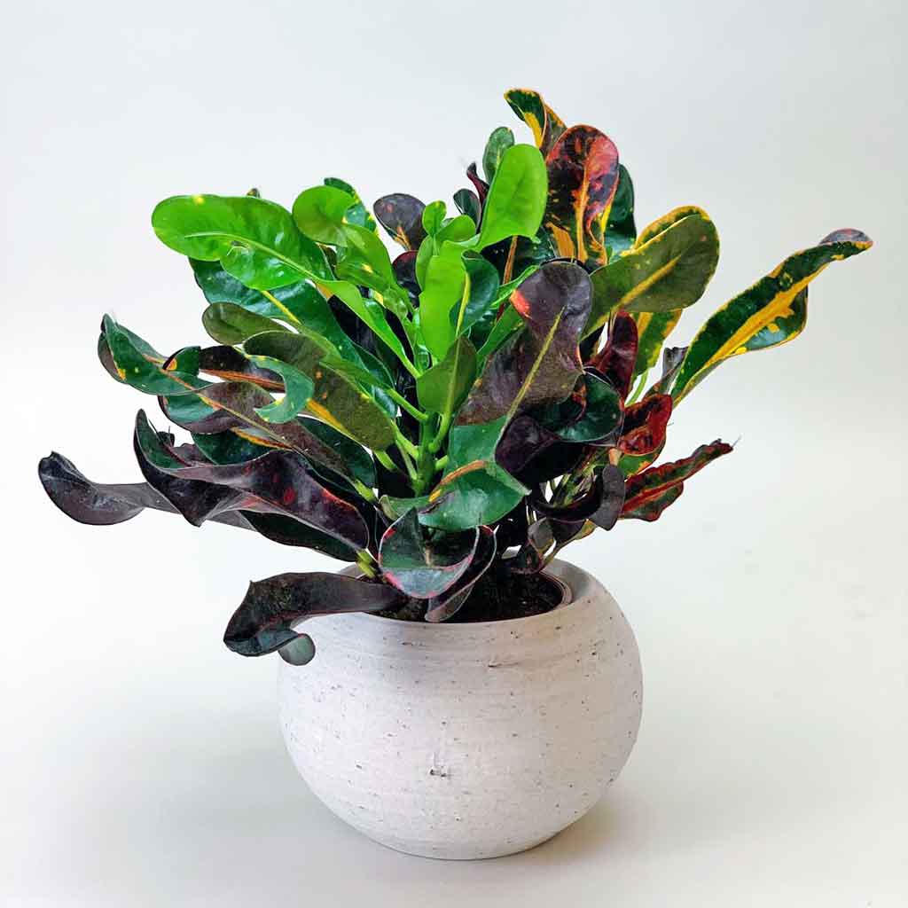 croton mammy entretien Acheter Croton Mammy en ligne | Plantes d interieur