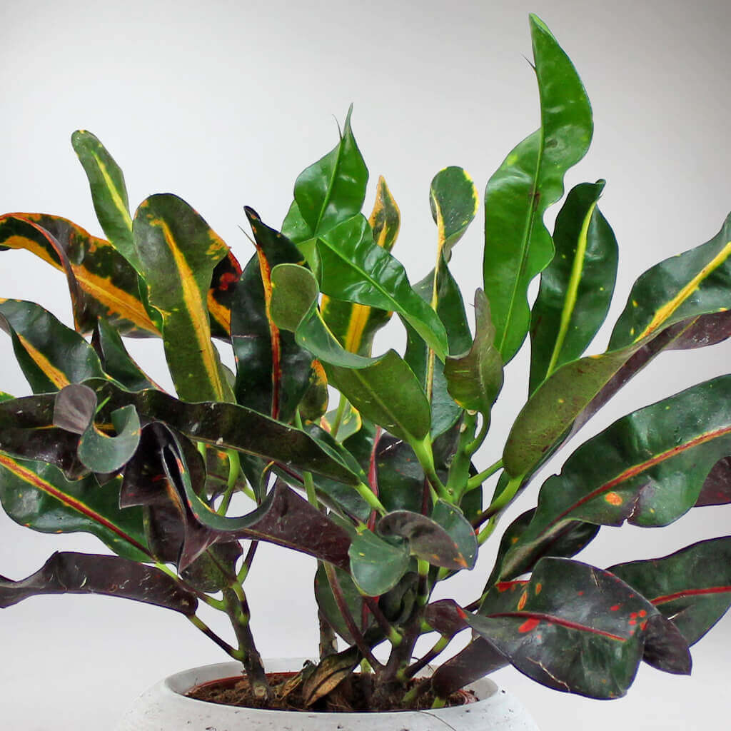 croton mammy entretien Acheter Croton Mammy en ligne | Plantes d interieur