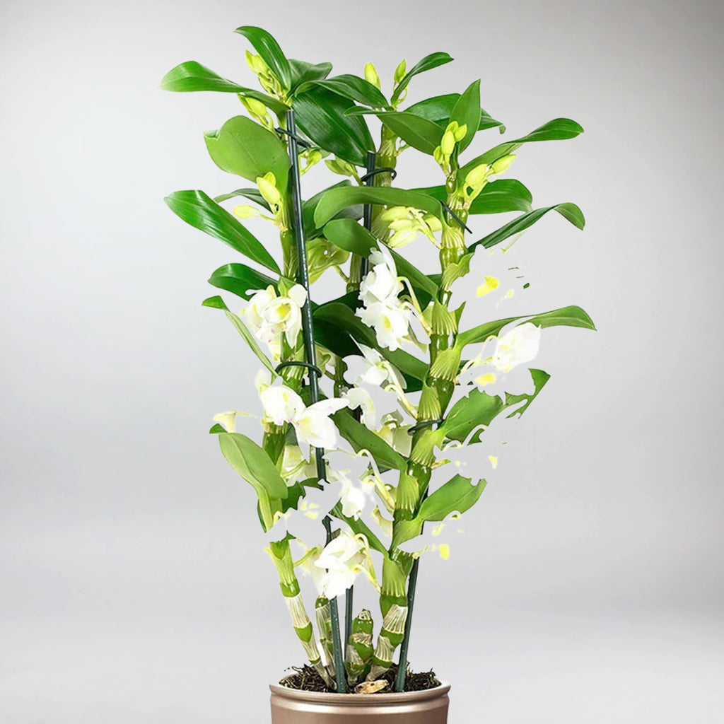 Babou Dendrobiu Nobile Orchidée White Passion, 2 vraies grandes Babou Dendrobiu Nobile Orchidée White Passion, 2 vraies grandes