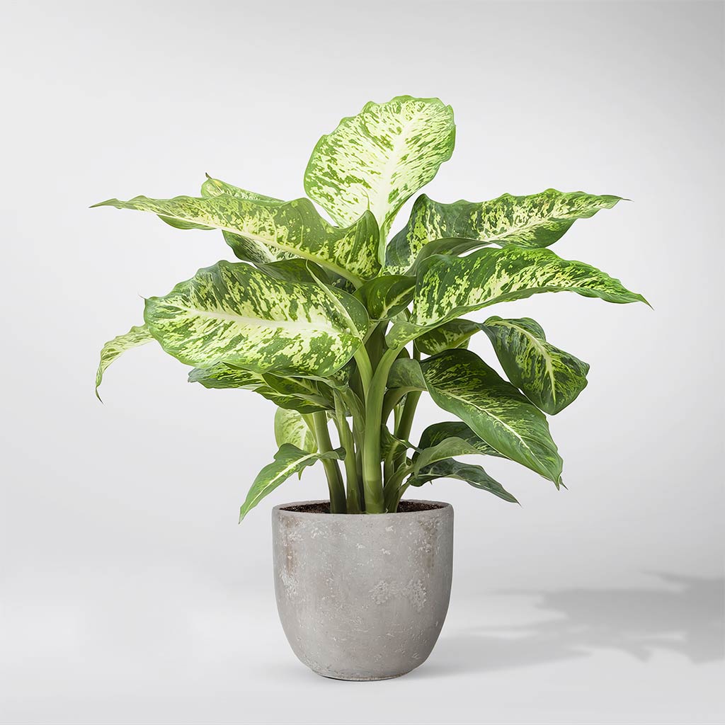 dieffenbachia bienfaits Dieffenbachia Seguine 'Mars': Plante d'Intérieur pour Améliorer la Qualité de l'Air – Bloombox Club FR