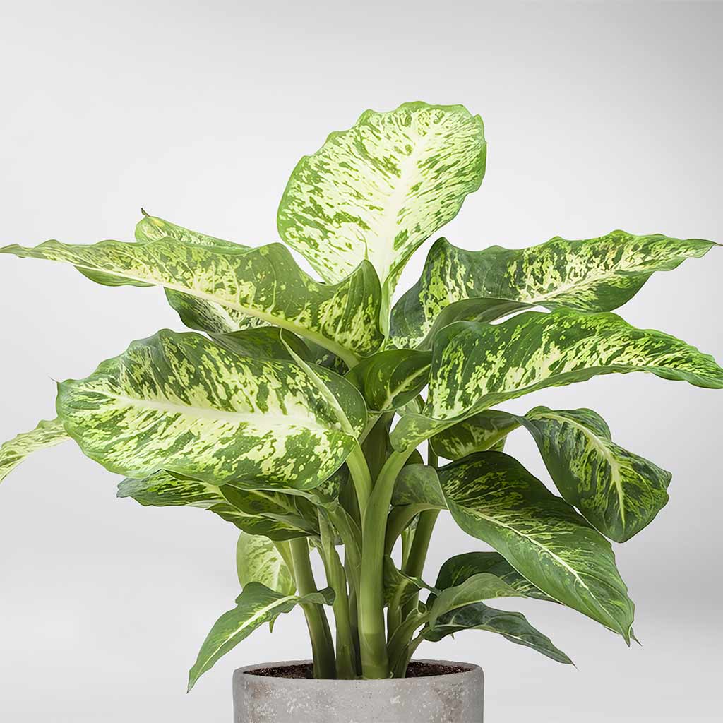 dieffenbachia mars entretien Dieffenbachia Seguine 'Mars': Plante d'Intérieur pour Améliorer la Qualité de l'Air – Bloombox Club FR
