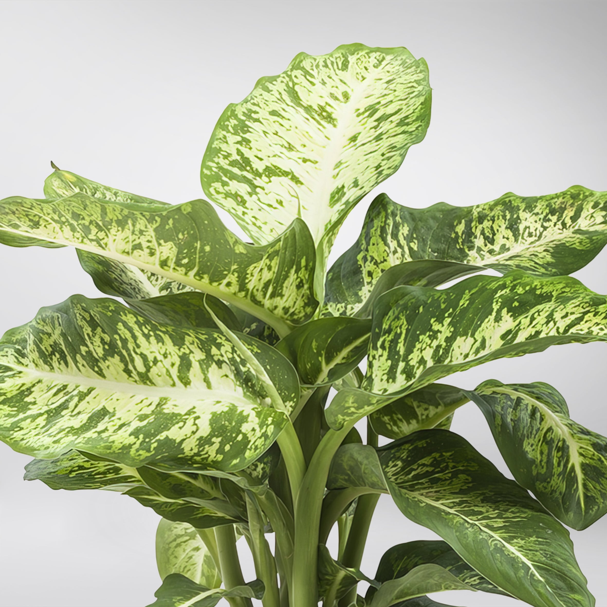 dieffenbachia bienfaits Dieffenbachia Seguine 'Mars': Plante d'Intérieur pour Améliorer la Qualité de l'Air – Bloombox Club FR
