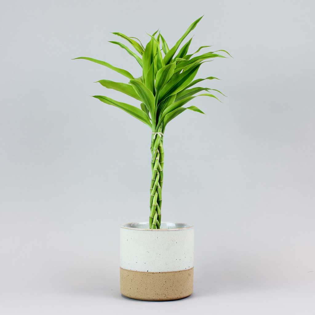 lucky bamboo entretien Acheter Lucky Bambou Doré en ligne | Petite Plante