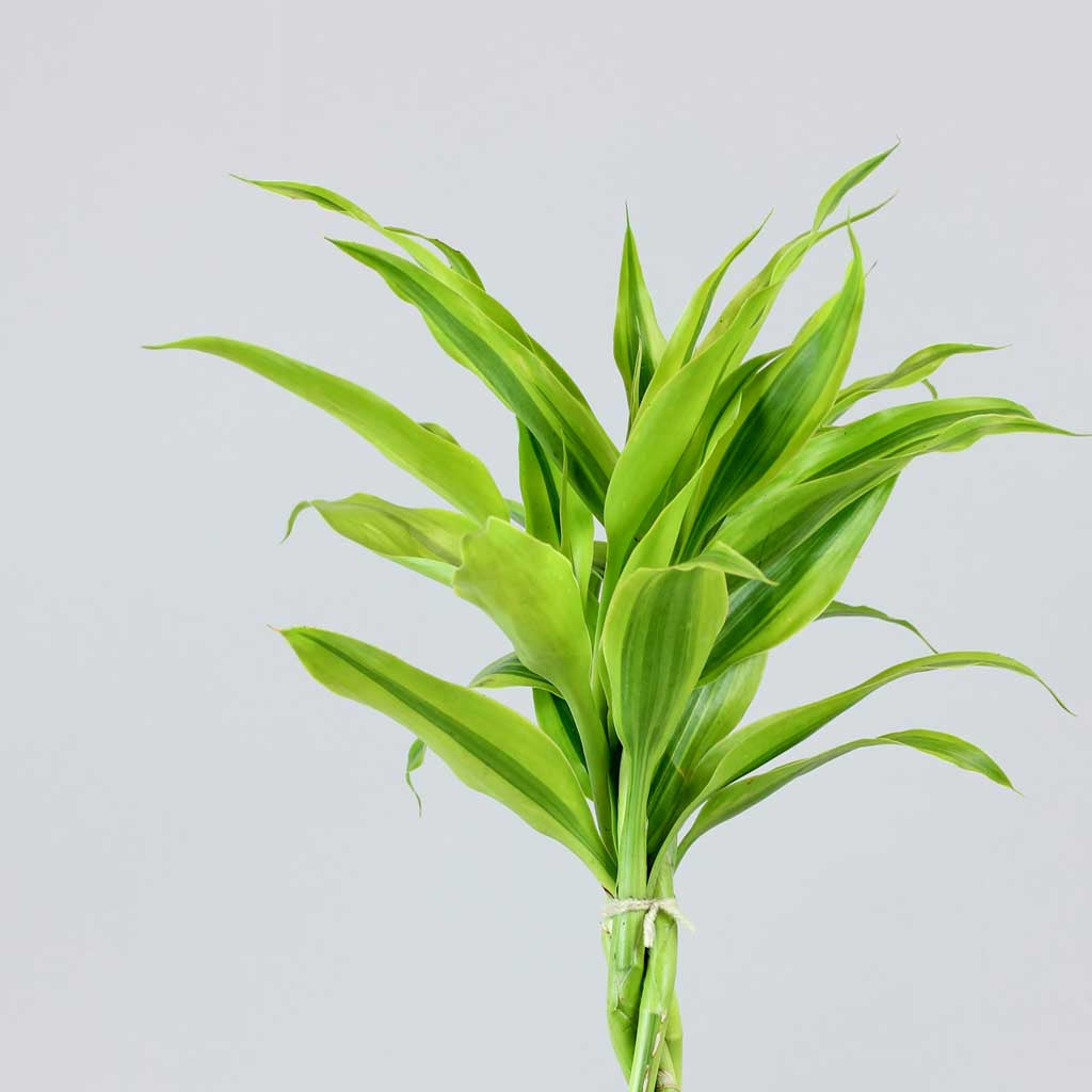 Complexe Npk Liquide Engrais Spécial Lucky Bamboo GREEN24 - Pour Un Bambou De La Chance En Pleine Santé Green24 Dracaena Complexe Npk Liquide Engrais Spécial Lucky Bamboo GREEN24 - Pour Un Bambou De La Chance En Pleine Santé Green24 Dracaena
