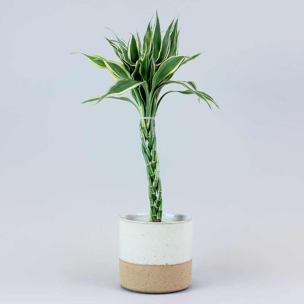 lucky bamboo entretien Plante Bambou Porte-Bonheur: Apportez Fortune et Vitalité à la Maison – Bloombox Club FR