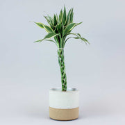 Lucky bamboo white in a white and beige pot