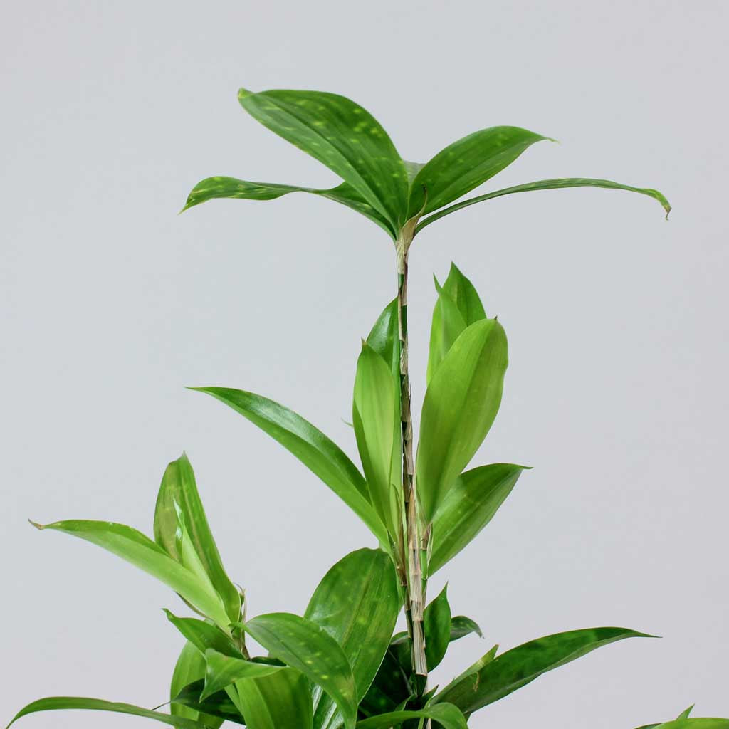 dracaena surculosa vermehren Plante Dracaena Surculosa: Favori du Feng Shui pour des Espaces Calmes – Bloombox Club FR