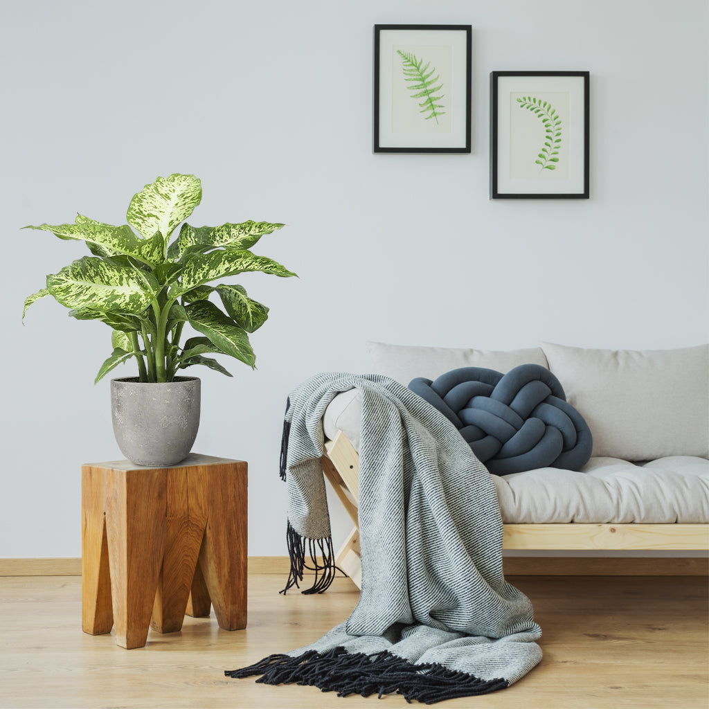 dieffenbachia mars entretien Dieffenbachia Seguine 'Mars': Plante d'Intérieur pour Améliorer la Qualité de l'Air – Bloombox Club FR