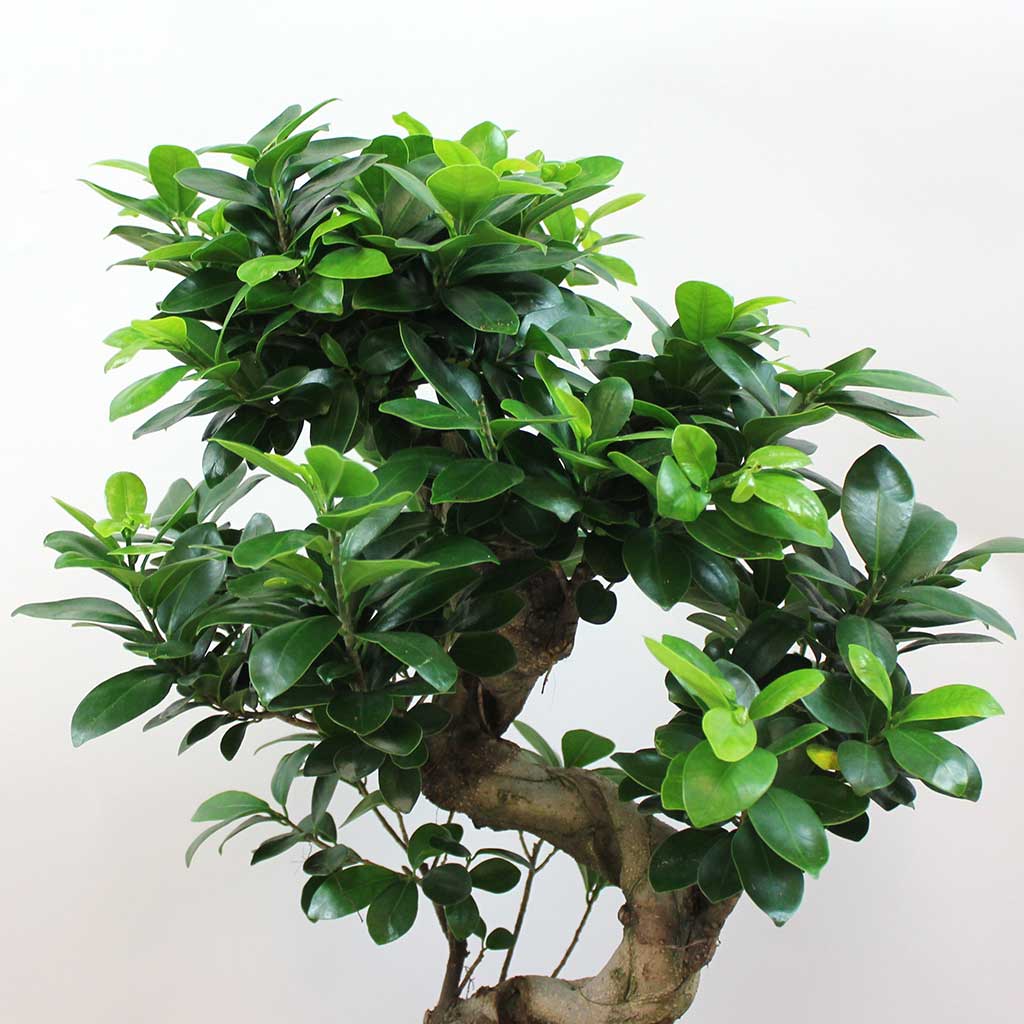 Le bonsaï Ficus