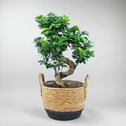 Ficus Ginseng Bonsai | Ficus mircocarpa