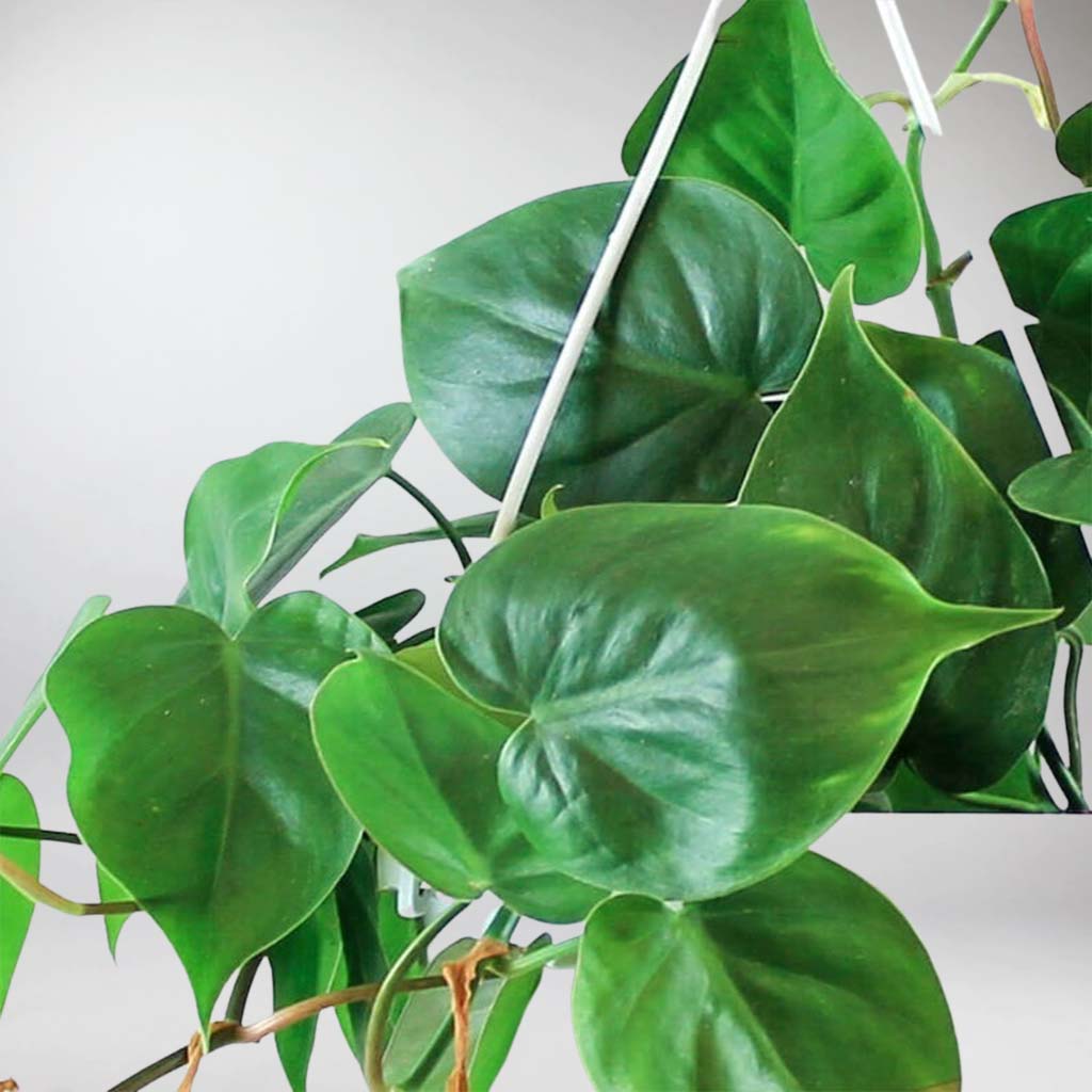philodendron definition francais Plante Philodendron Scandens