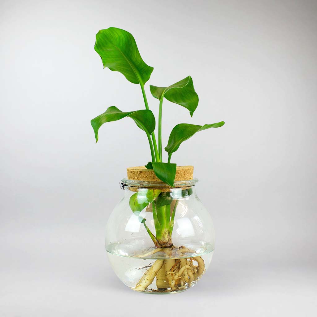 Oiseau de Paradis Hydroponique | Strelitzia Nicolai 