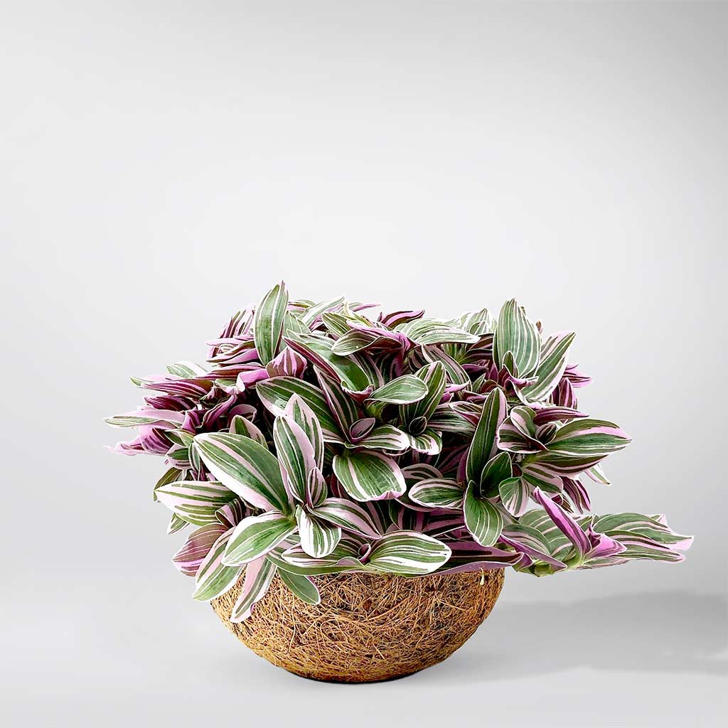 Acheter Plante Misere Bubblegum Et Eco Pot En Ligne Bloombox Club FR acheter-plante-misere-bubblegum-et-eco-pot-en-ligne-bloombox-club-fr