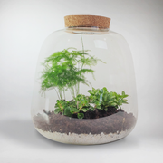Kit Terrarium Forêt  |  DIY Écosystème Miniature facile d'entretien