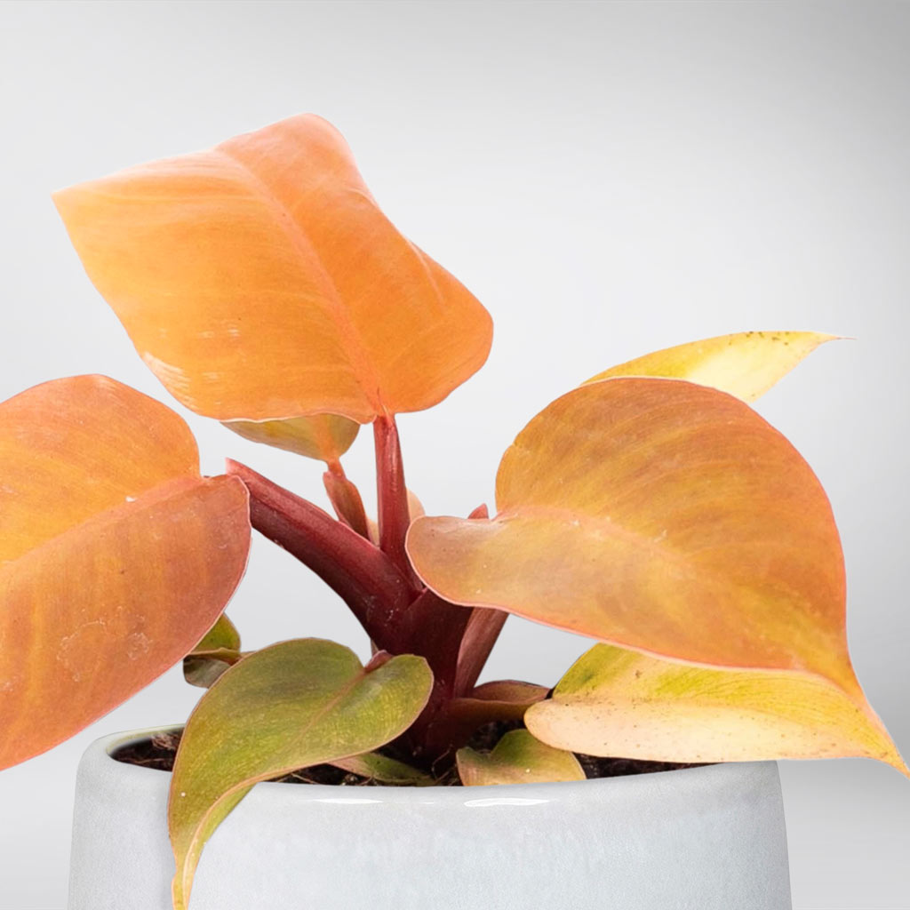 philodendron prince of orange entretien Philodendron Orange: Sensation de Coucher de Soleil Tropical BBX FR – Bloombox Club FR