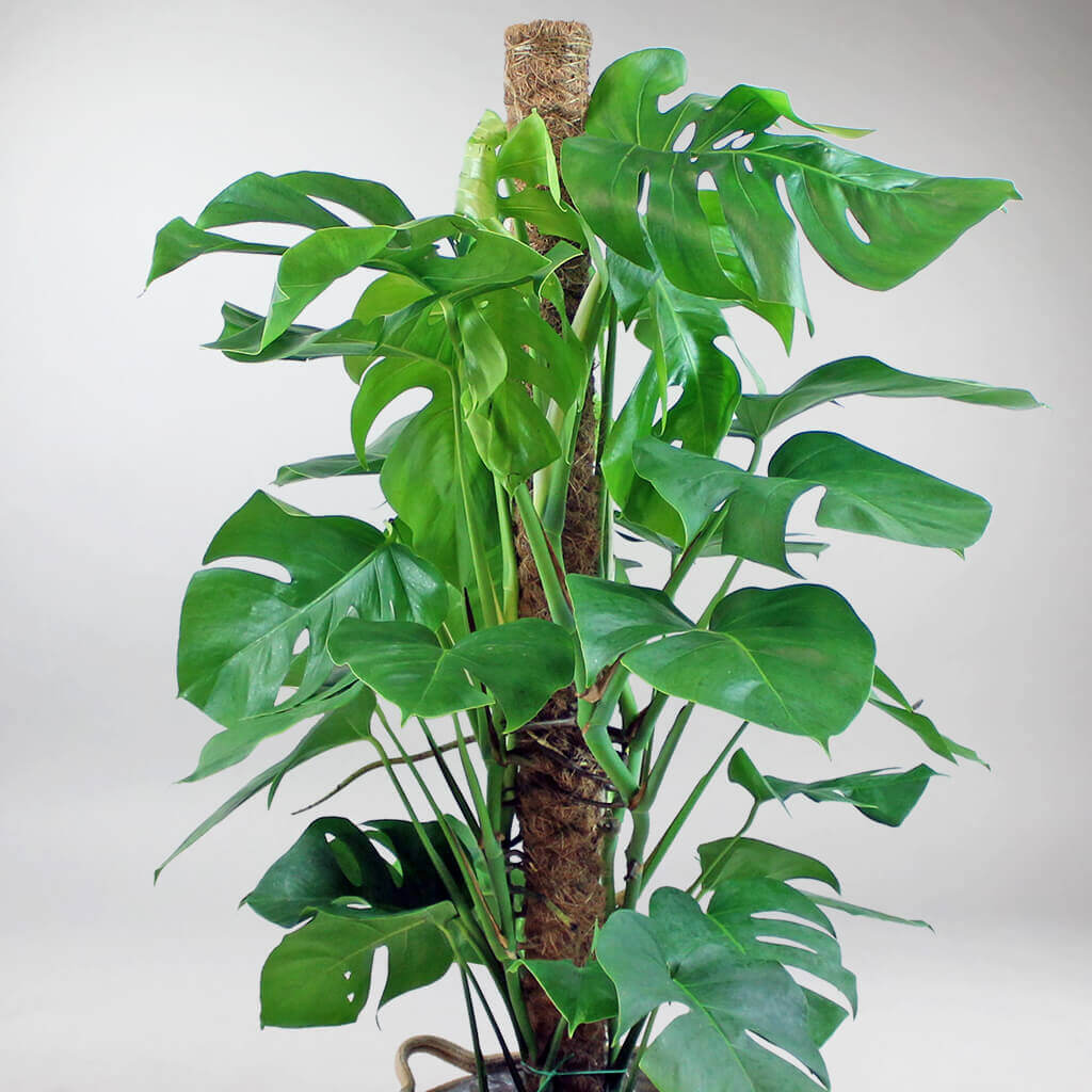 monstera deliciosa acheter paris Monstera Deliciosa Grande