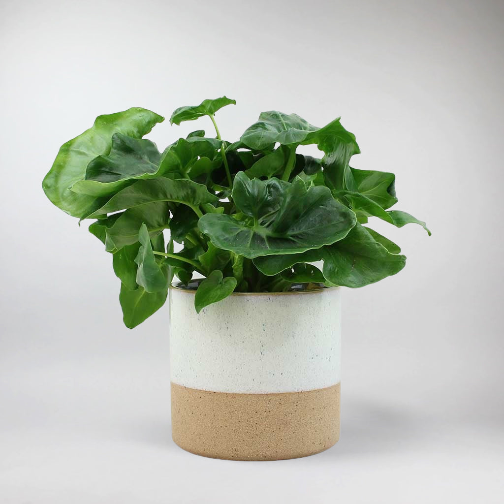 philodendron atom entretien Philodendron Atom: Plante Compacte et Facile d'Entretien pour la Maison et le Bureau – Bloombox Club FR